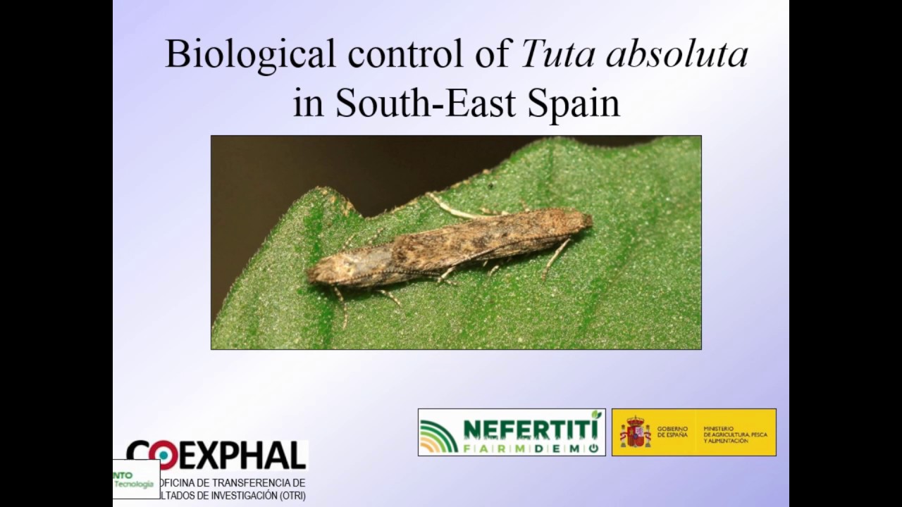 Biological control of Tuta absoluta in SE Spain
