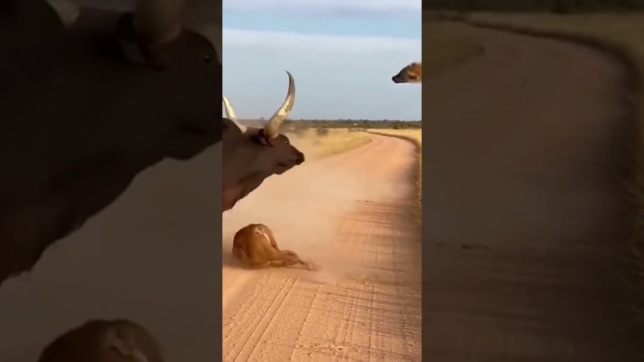 Ankole Watusi Launches Hyena into the Air