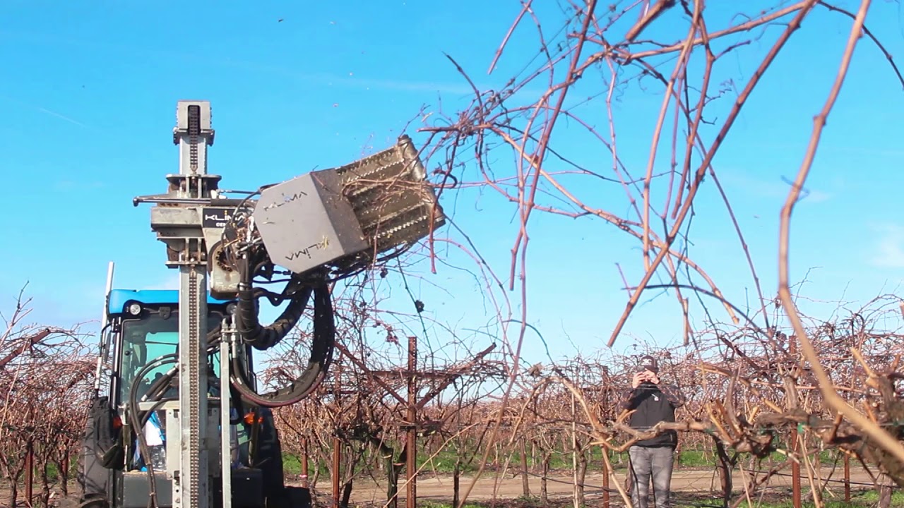 Table Grape Pruning with a KLIMA machine