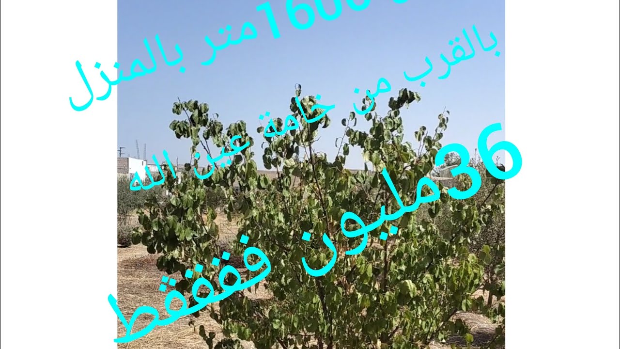 منزل بالجردة للبيع والبير بالقرب من حامة عين الله 0667131809@3a9aratchaykh