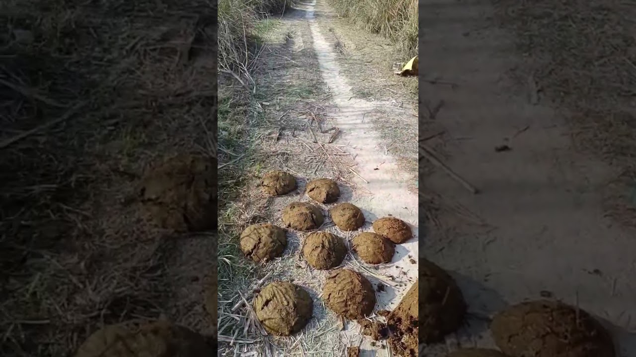 Aj m gai apne kheto pr #dailyvlog Viral short#dailyvlog #Village life11 February 2026