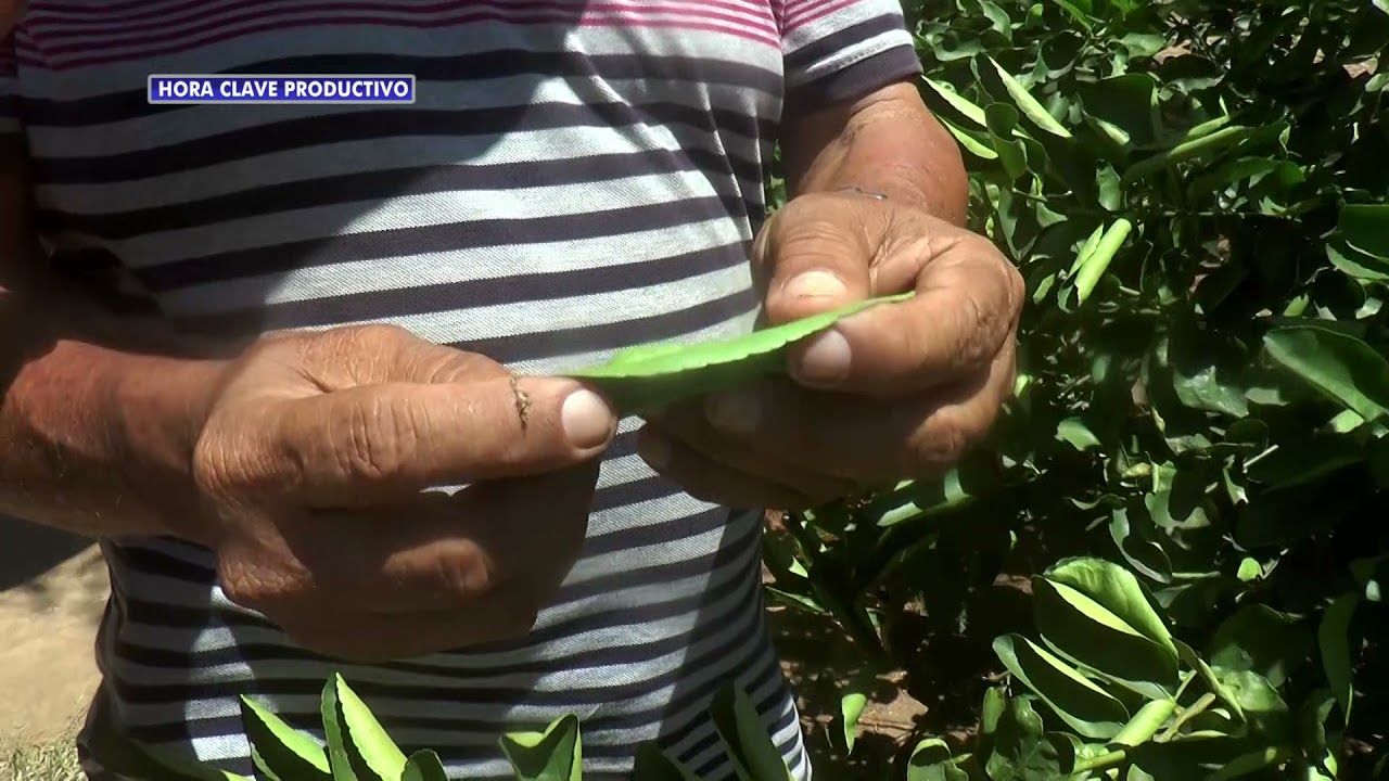 Conoce Las mejores técnicas para cultivo de limón persa PARTE 2
