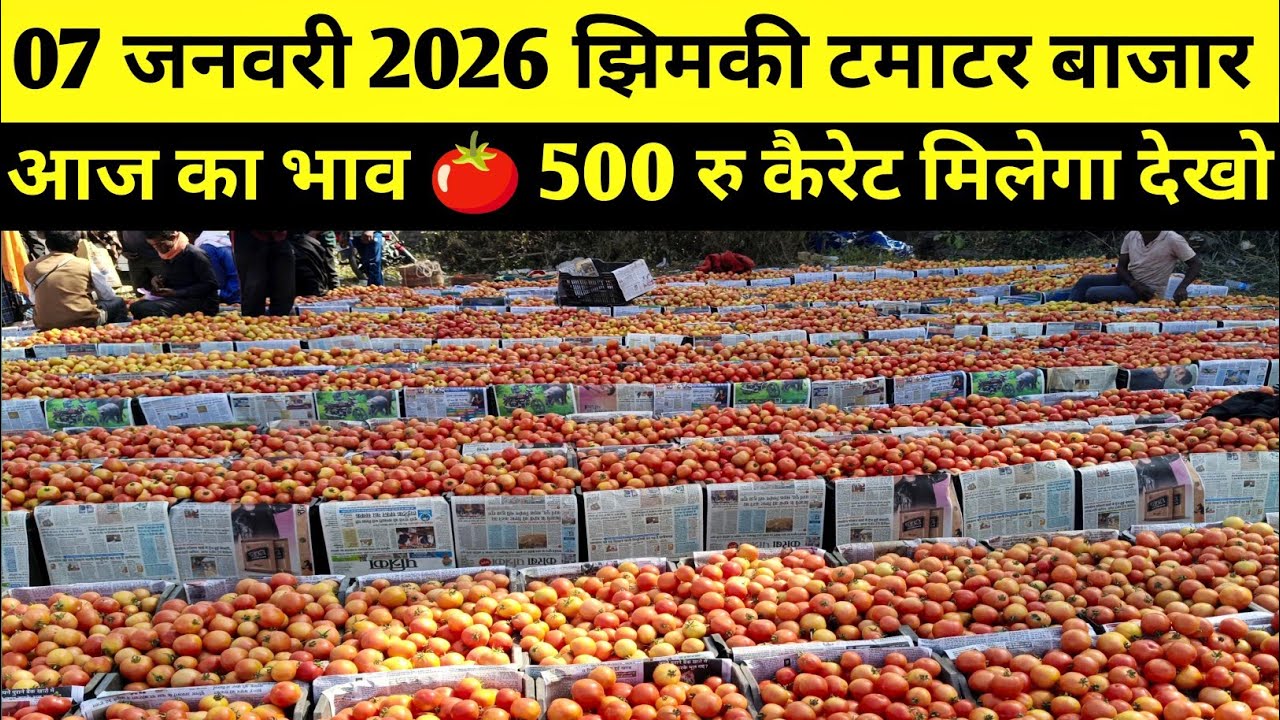 झिमकी टमाटर बाजार 07 जनवरी 2026 आज का रेट #tamatar #jhimaki_tamatar_bajar #pathalgaon #ret 