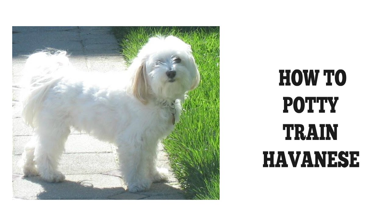 How To Easily Potty Train Havanese