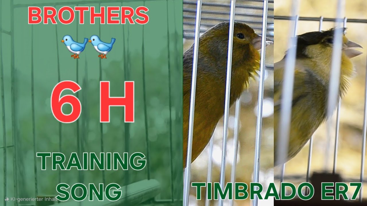 2 Brothers 🐥🐥 - Canary Training Song - 6 h - Timbrado Español