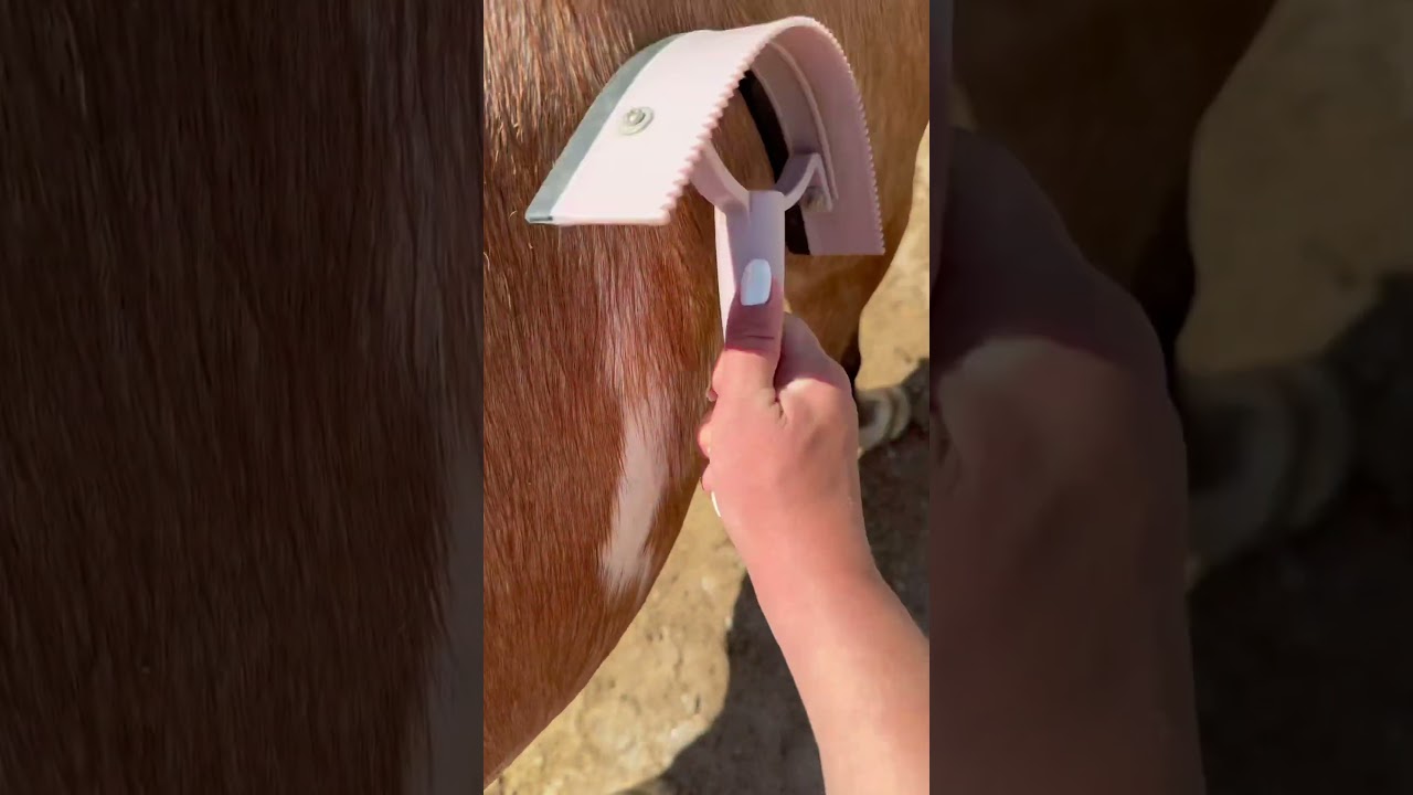 Give my horses a bath with me✅🐴🧼
