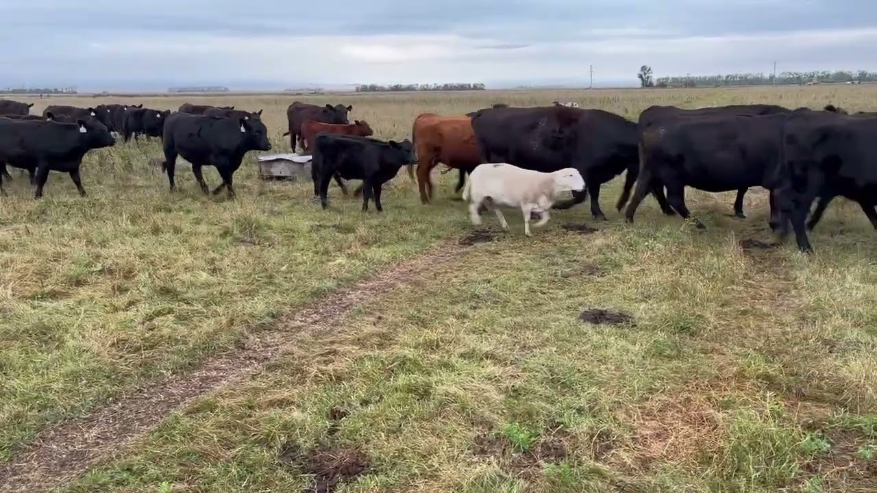Calving Date