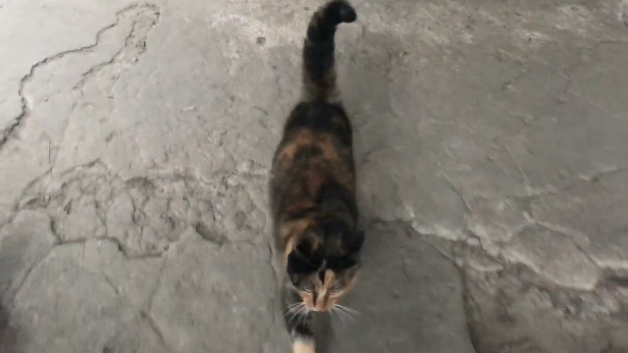 Street Cat Larisa Begs for Food