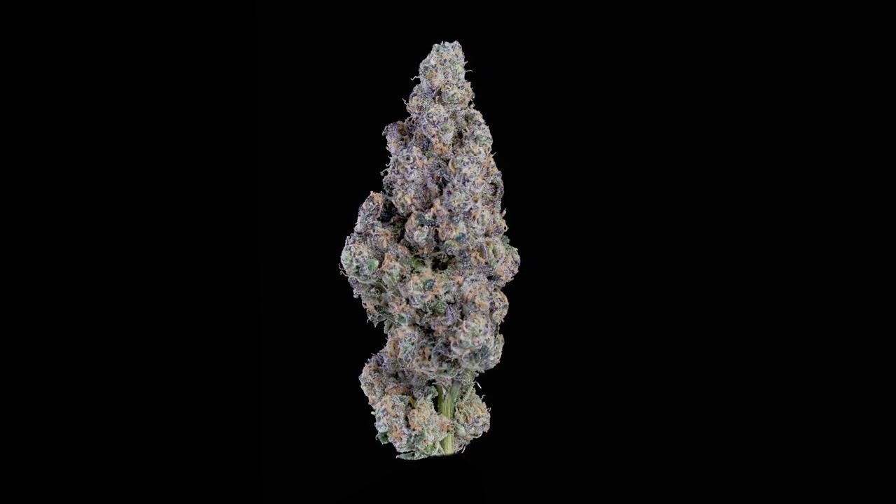 Mimosa EVO