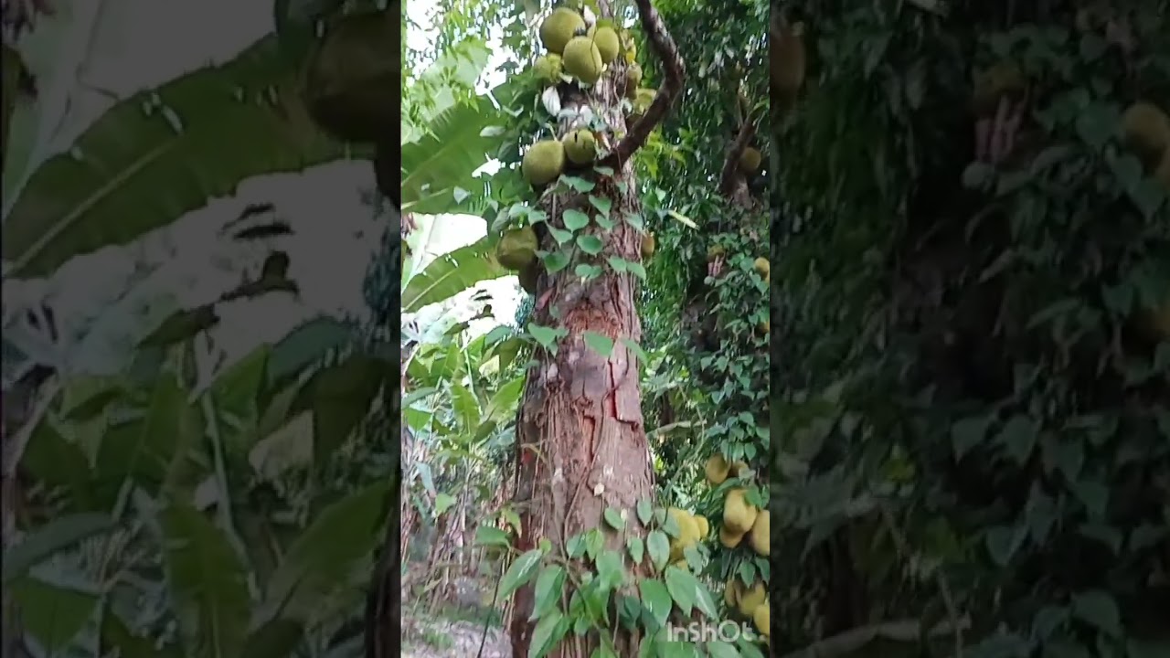 Frutas no Sítio do meu Pai.