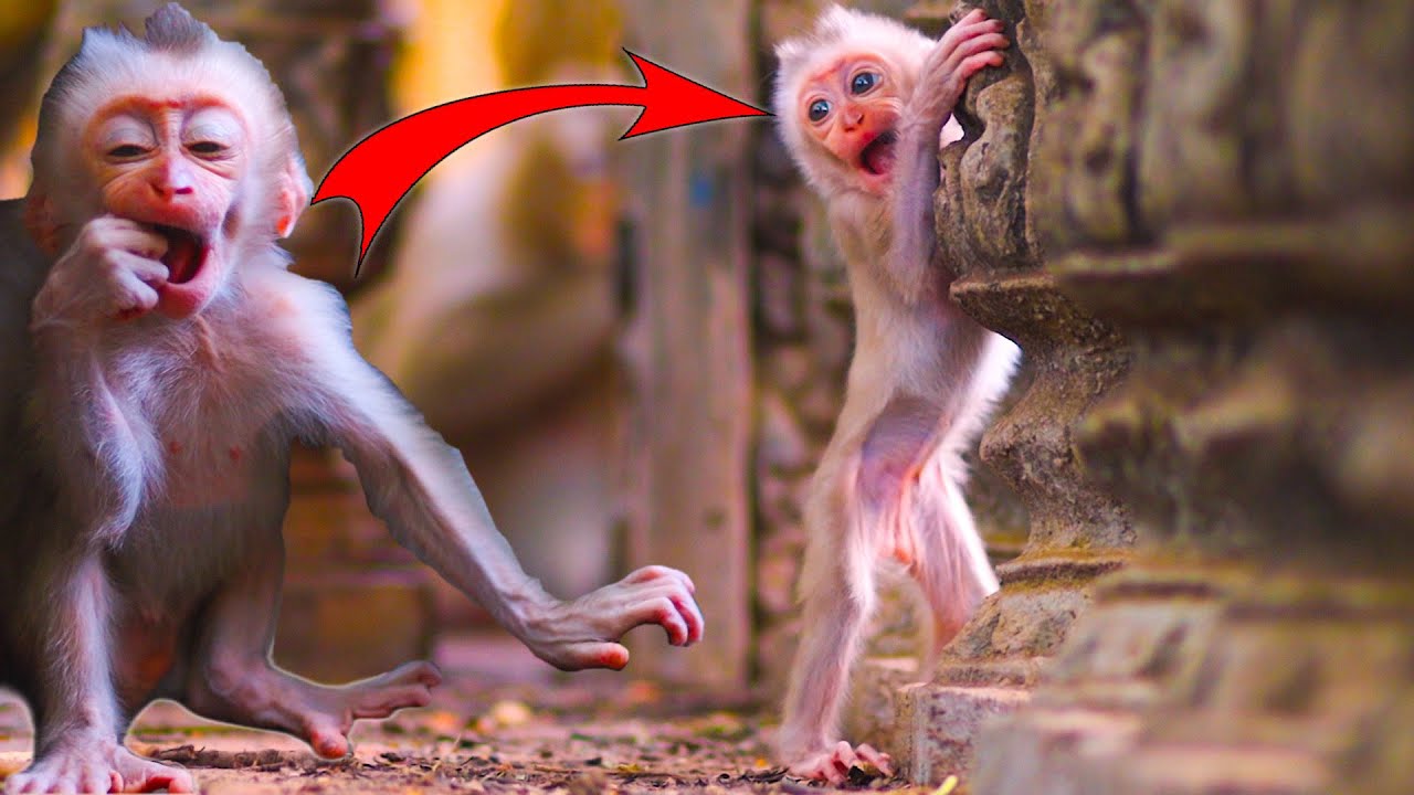 So Determined! Rudy's newborn is already practicing to walk!