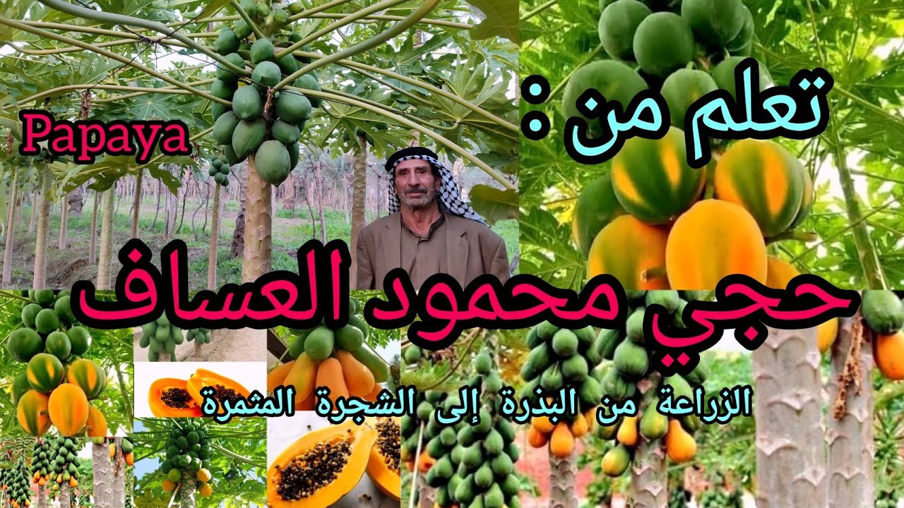 فلاح عراقي قرر ونفذ زراعة فاكهة البابايا من البذرة إلى الشجرة المثمرة شاهدوا قصة الإصرار والعزيمة