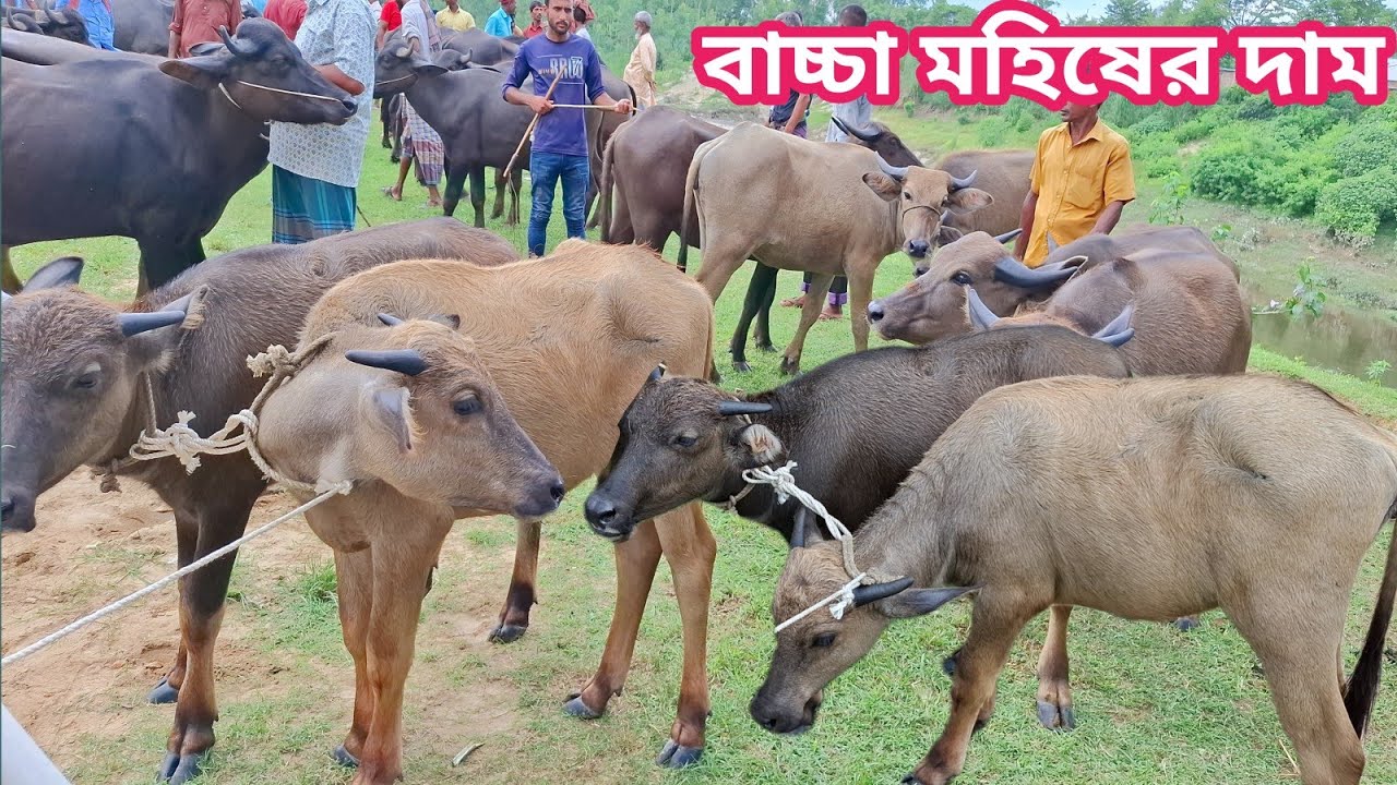 আজ ৬/১২/২৫ | সবচেয়ে ছোট ছোট মহিষের বাচ্চার দাম জানুন | কাহারোল হাট 