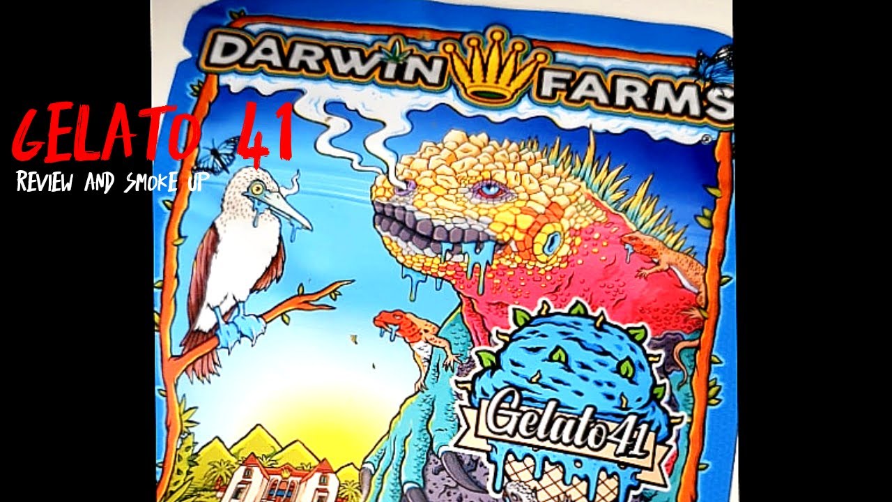 Darwin farms Gelato 41 cali pack weed and seed review 🤣