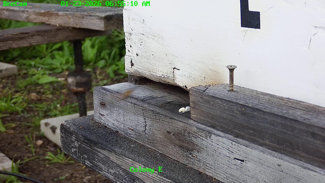 Swarm Cam at Painted Peacock Manor