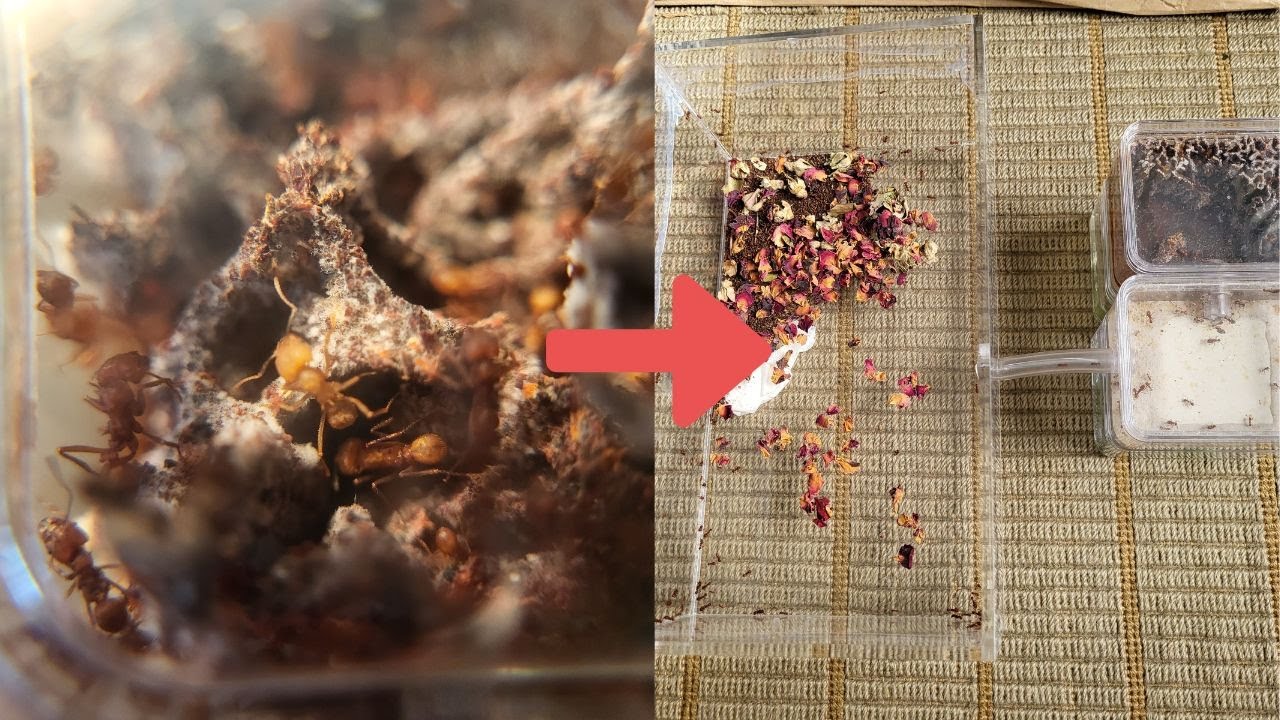 Desert leafcutter ants expanding!