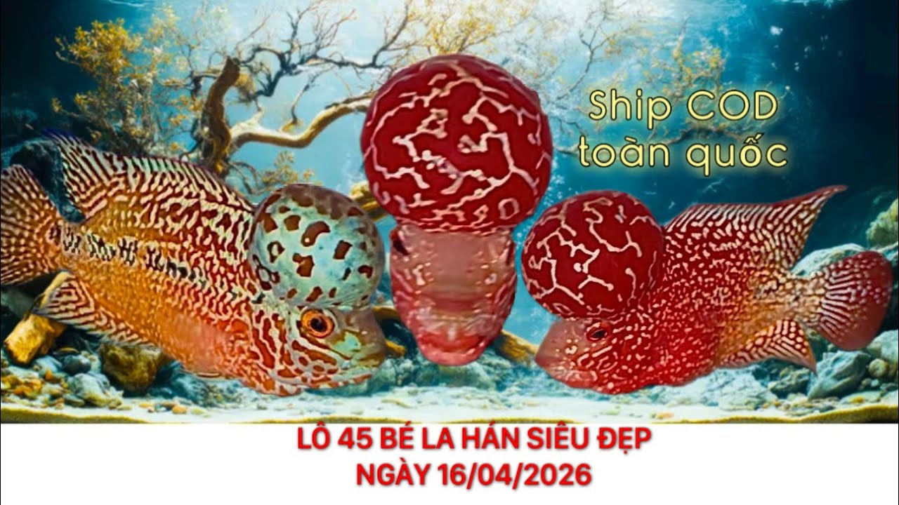 L&ocirc; 45 b&eacute; c&aacute; la h&aacute;n kamfa đẹp vip gi&aacute; tầm trung,ng&agrave;y 16/04/2026, Zalo 0862214123 Pi Trần