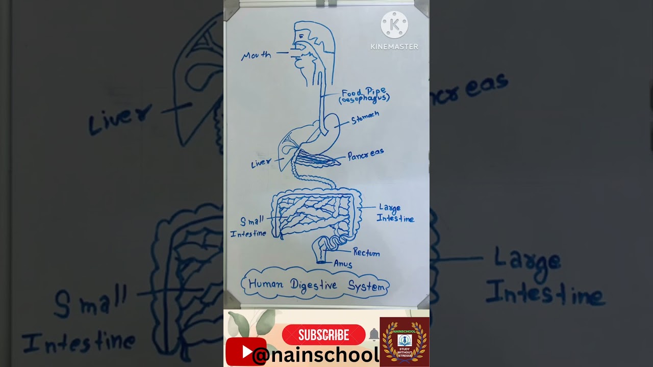 Human Digestion System मानव पाचन तंत्र #shorts #nainschool #humandigestionsystem