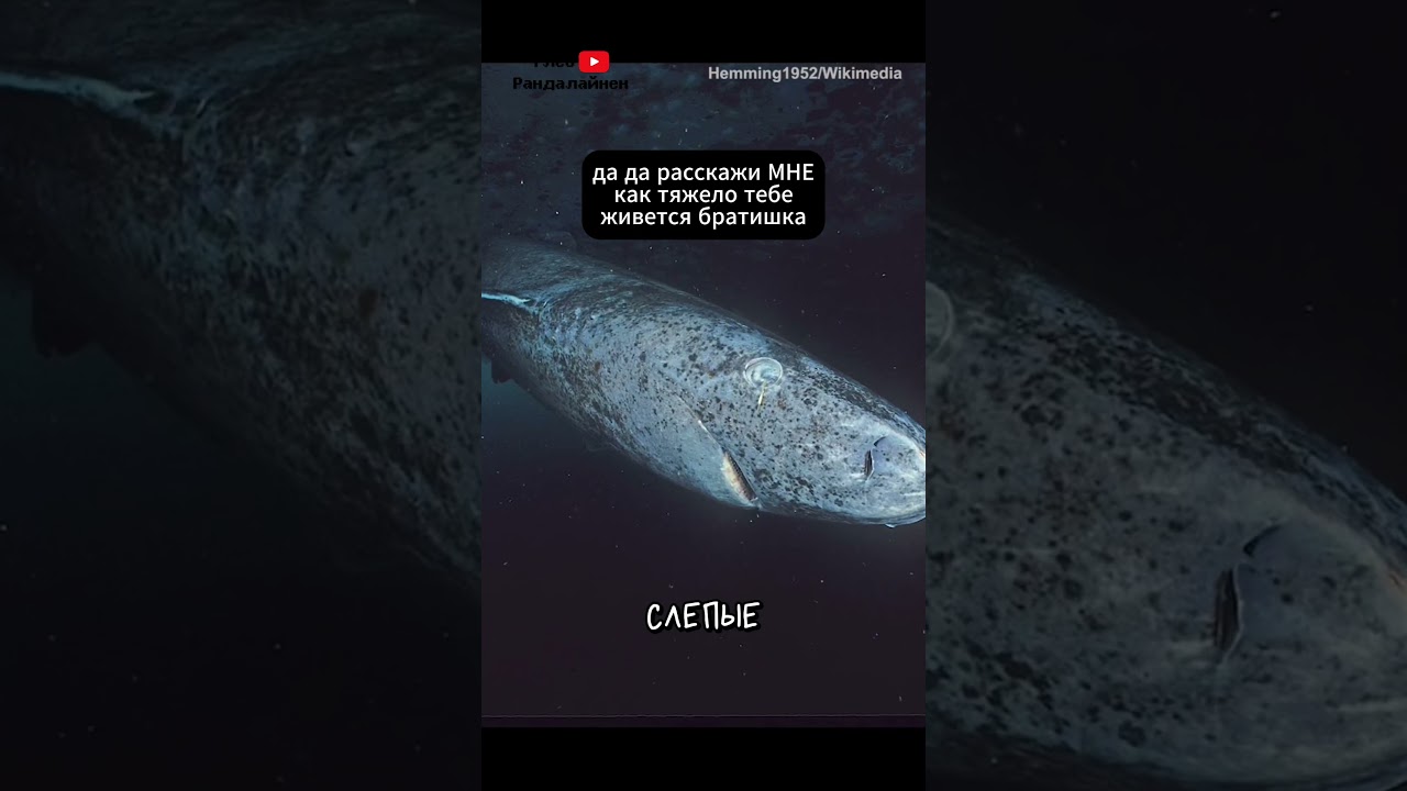Greenland shark 🦈