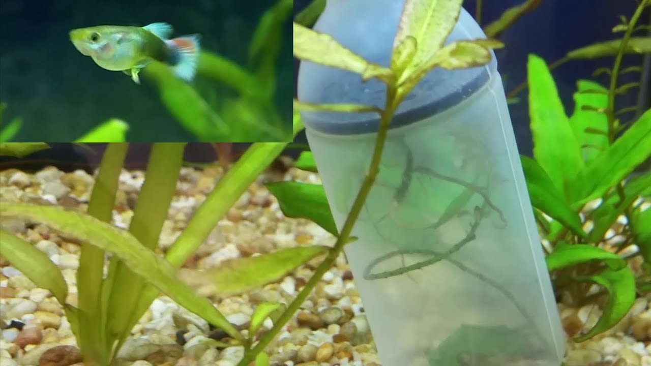 How to make  (DIY) anchors for aquarium live plants