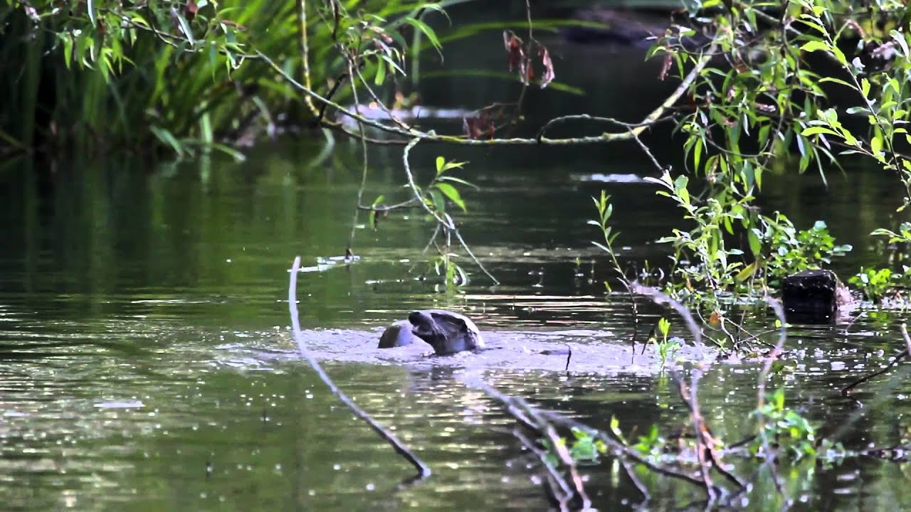 The River - Summer in a Hampshire chalk stream