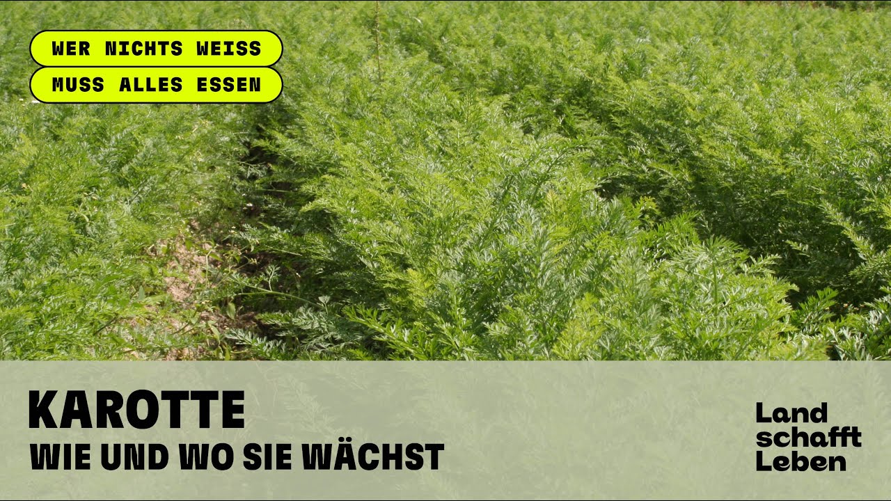 KAROTTE (1/3) -  Wie und wo sie wächst