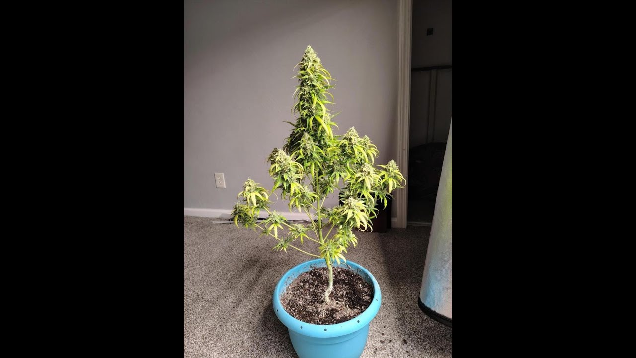 Boskie Nasiona Fraktal Auto