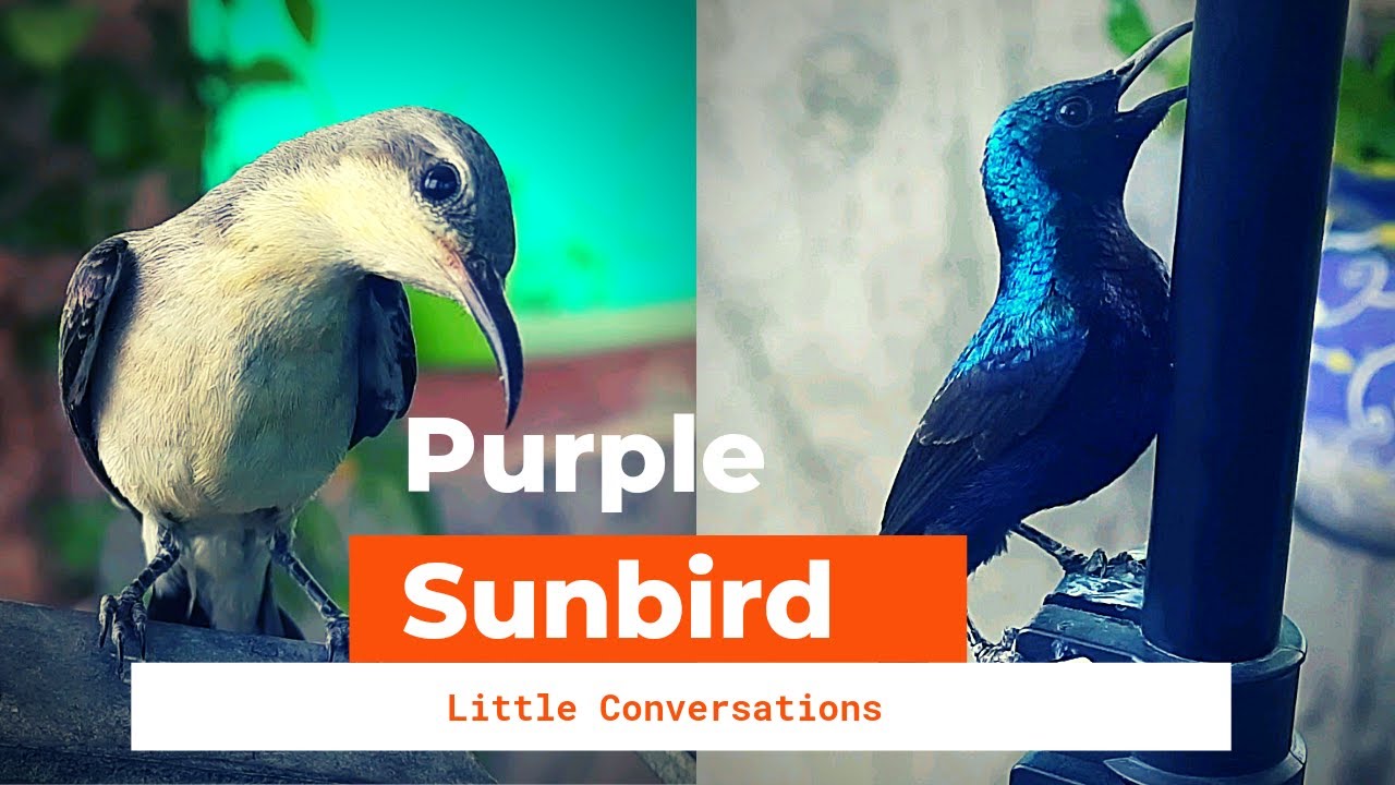 Sunbird In India | Sunbird Not Hummingbird | Purple Sunbird | Little Converstions |