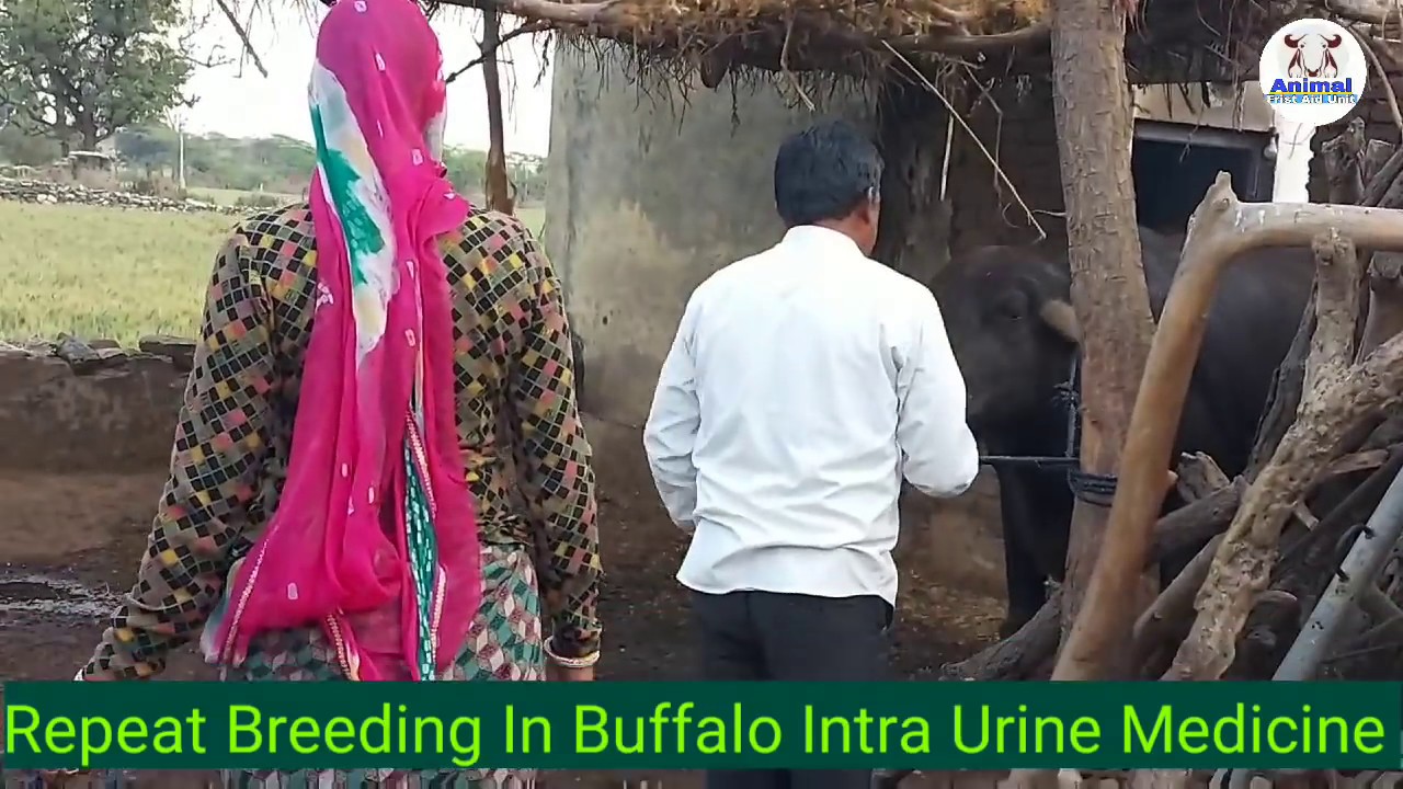Repeat Breeding Treatment In Buffalo & Cattle