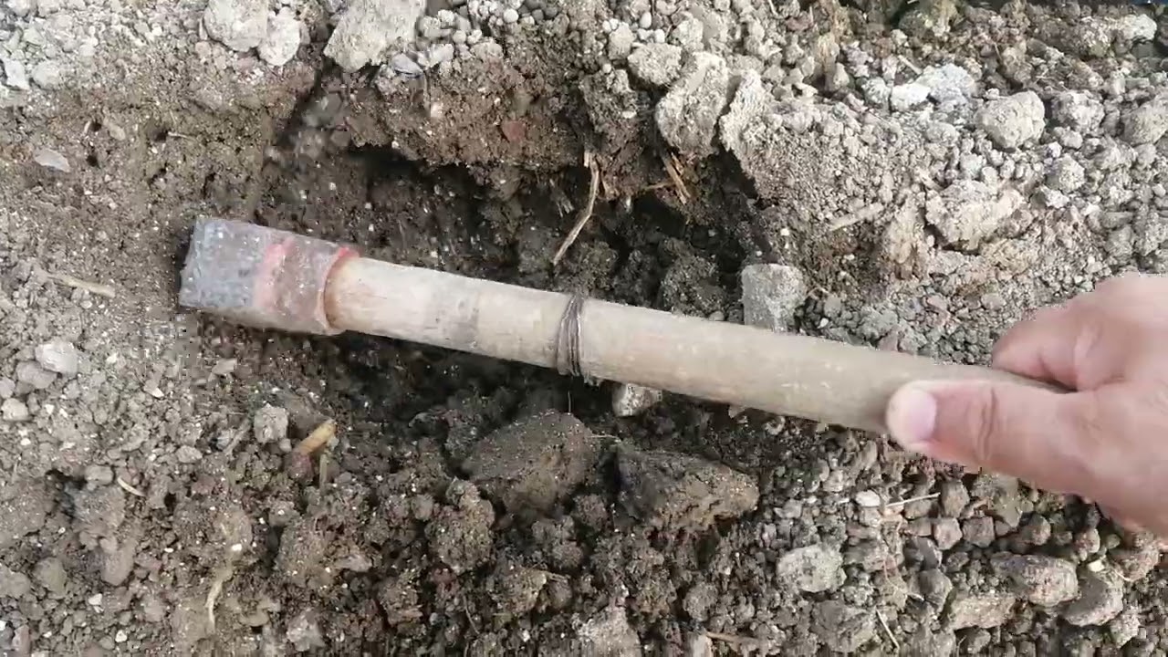 Kapya biberde Wormy ile 8 günlük kök gelişimi, oksin veya sitokinin dominant beslemenşn etkisi