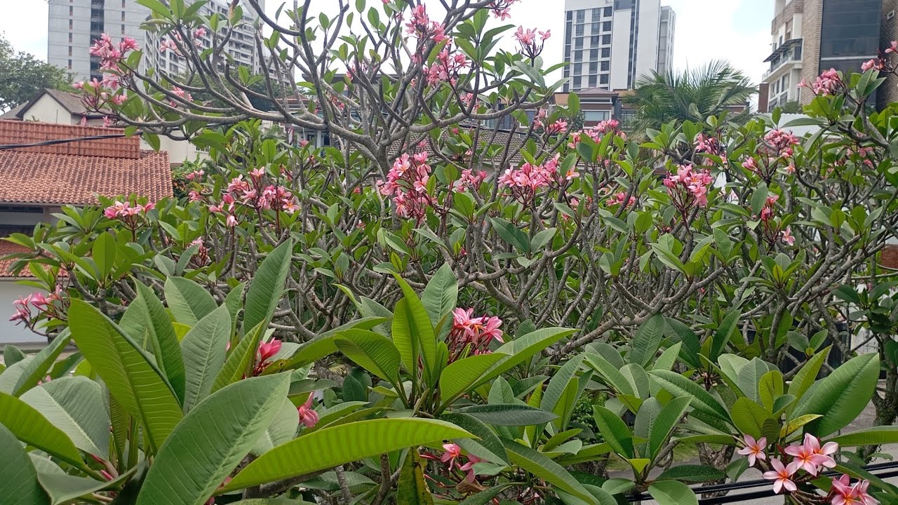 beautiful flower March 7/3/2026
