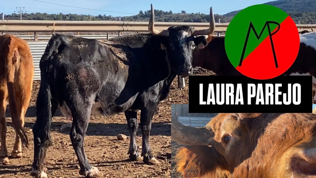 Ganadería Laura Parejo‼️ Labores ganaderas