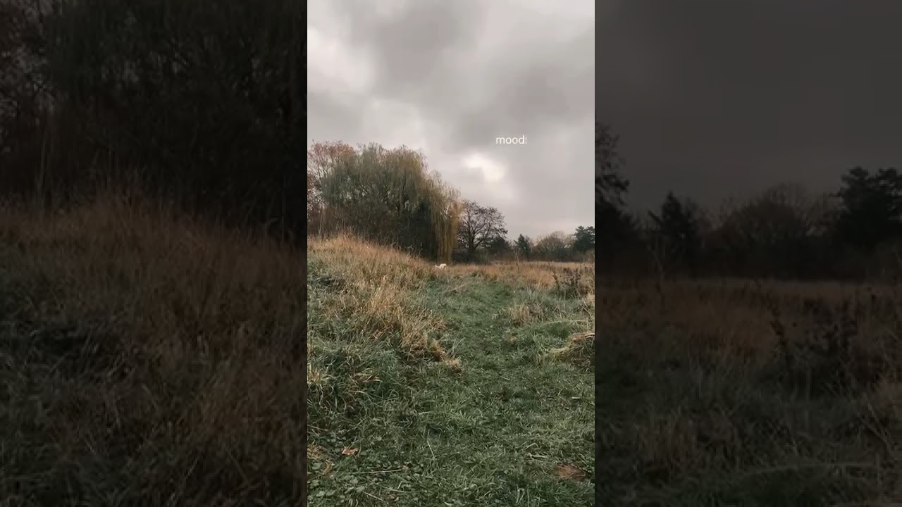 Der h&uuml;bsche Pepe wartet in seiner Pflegestelle auf dich