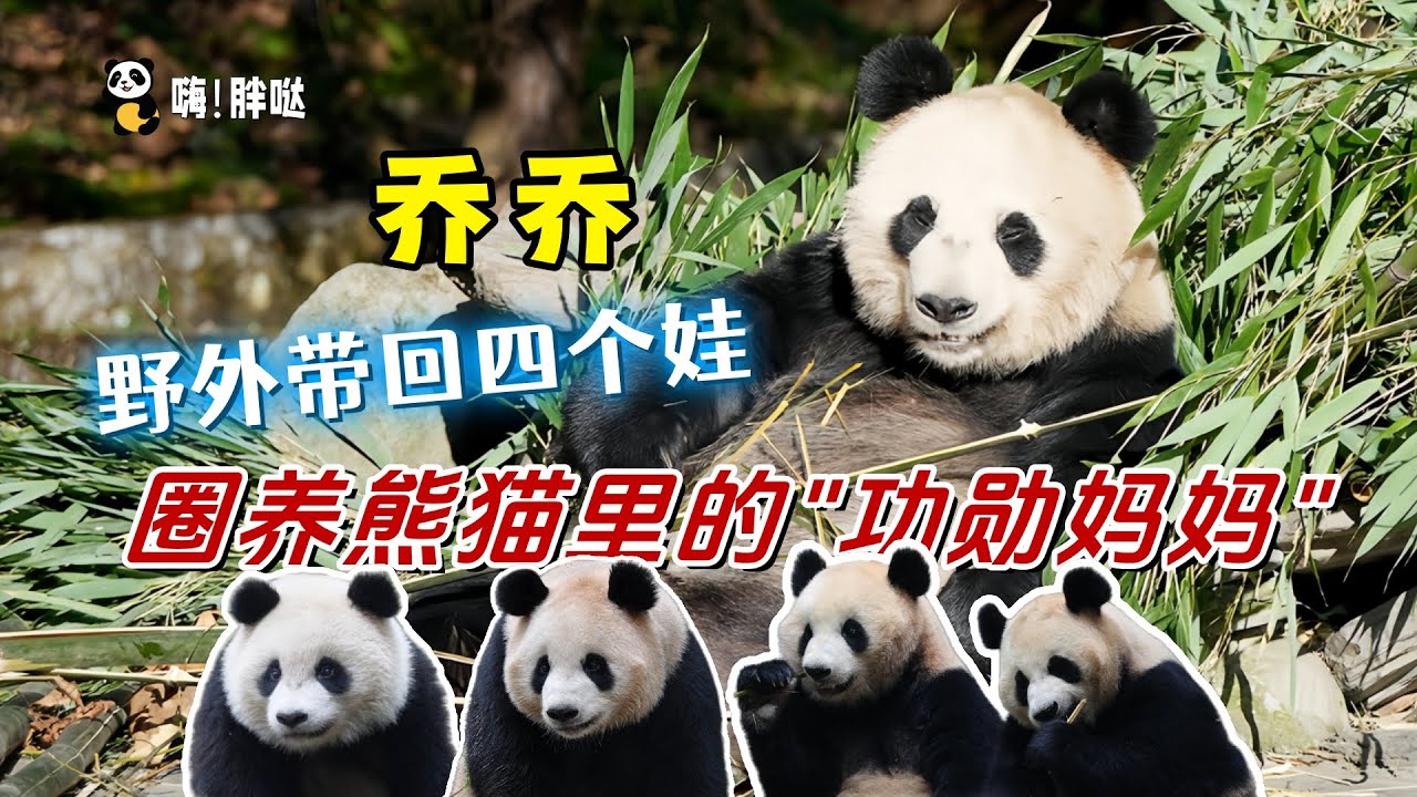 大熊猫乔乔的故事：四岁在四姑娘山被救助，野外怀孕，树洞里生娃，圈养熊猫中的“功勋妈妈”和她的孩子们的故事。