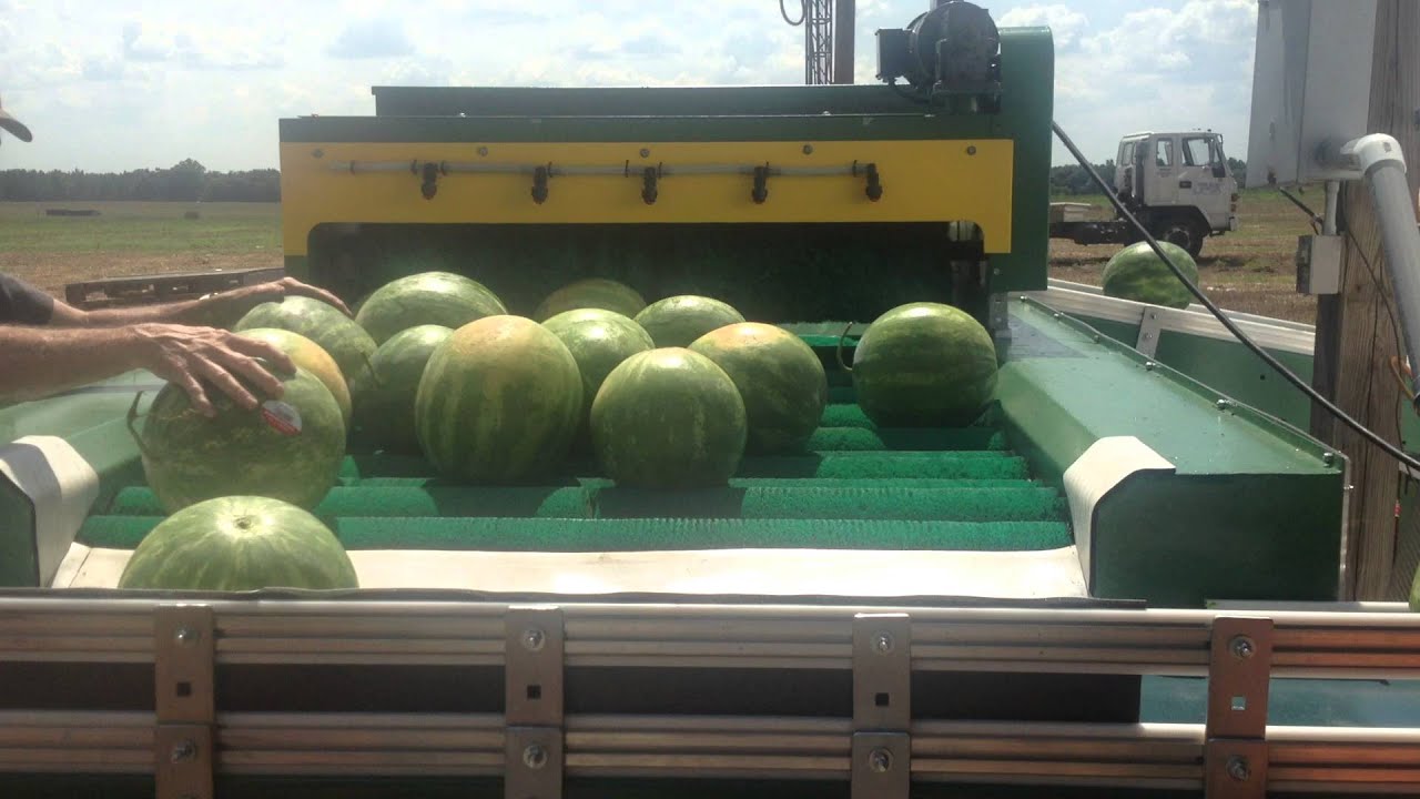 WATERMELON PACKING CONVEYOR LINE