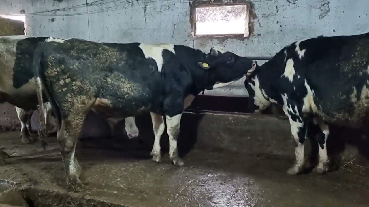 Holstein danalarının 12 aylık besi süreci