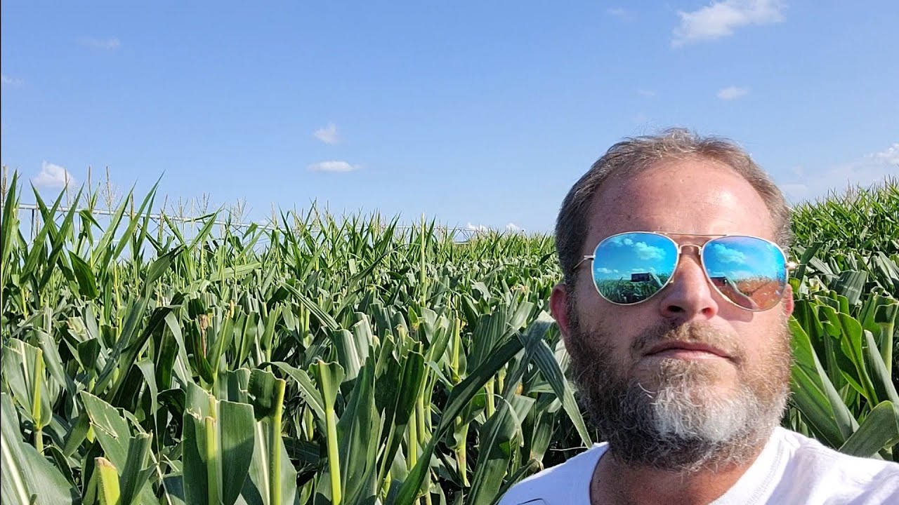 Seed Corn Production 101.  Post pollination update. Understanding seed tags and living embryos.