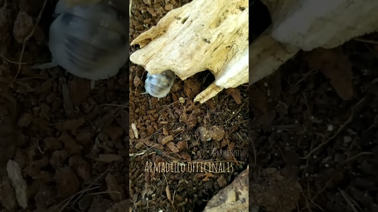 Очень упорная мокричка Armadillo officinalis // Armadillo officinalis isopod struggling for its way