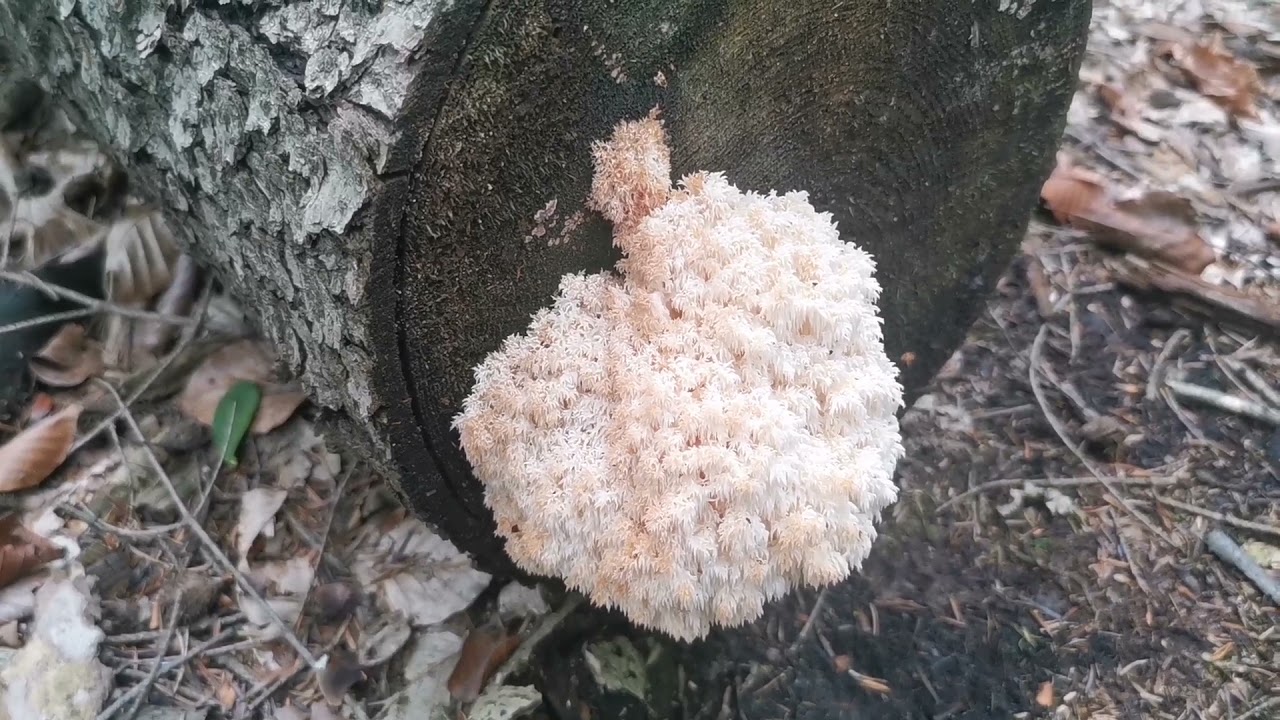 Sopl&oacute;wka jodłowa, rzadki grzyb jadalny