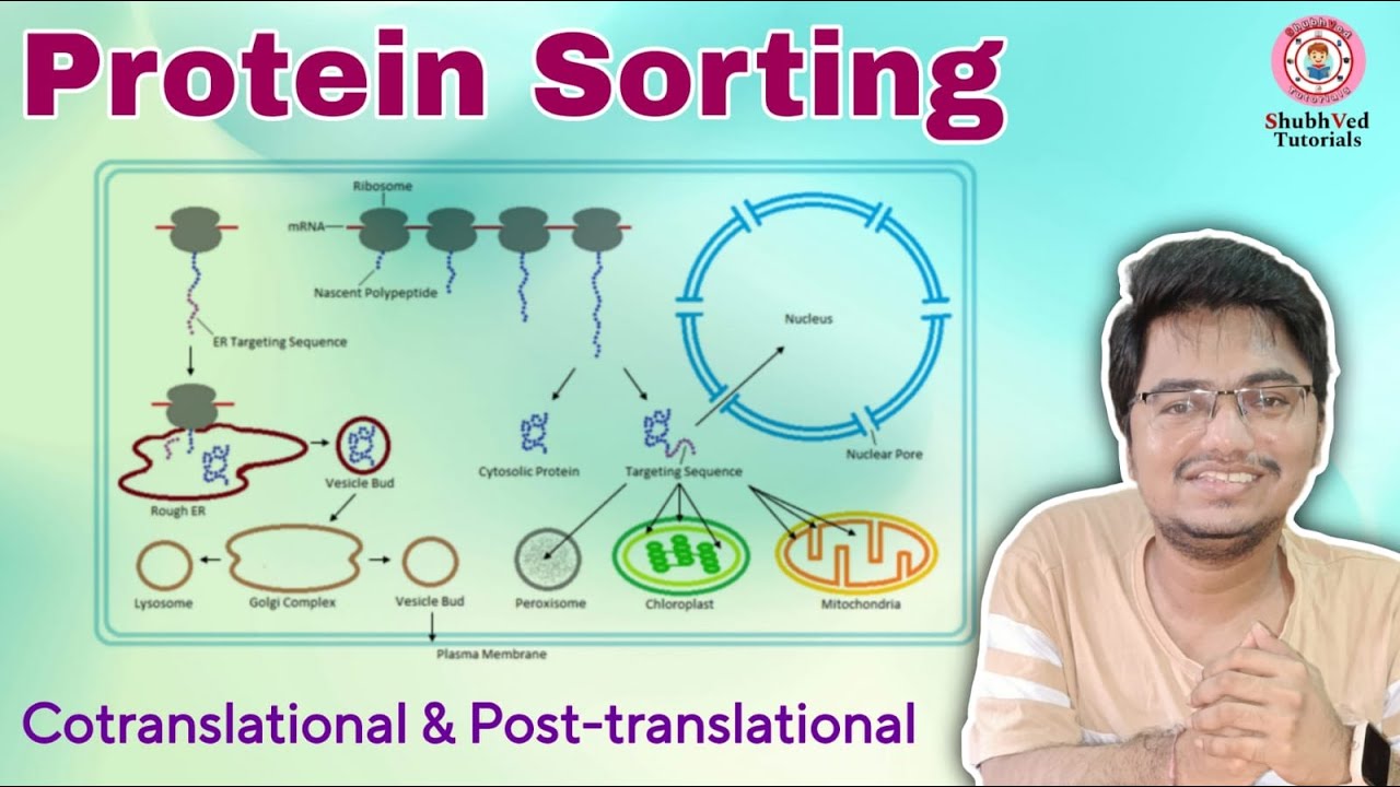Protein Sorting | Cotranslational & Post-translational