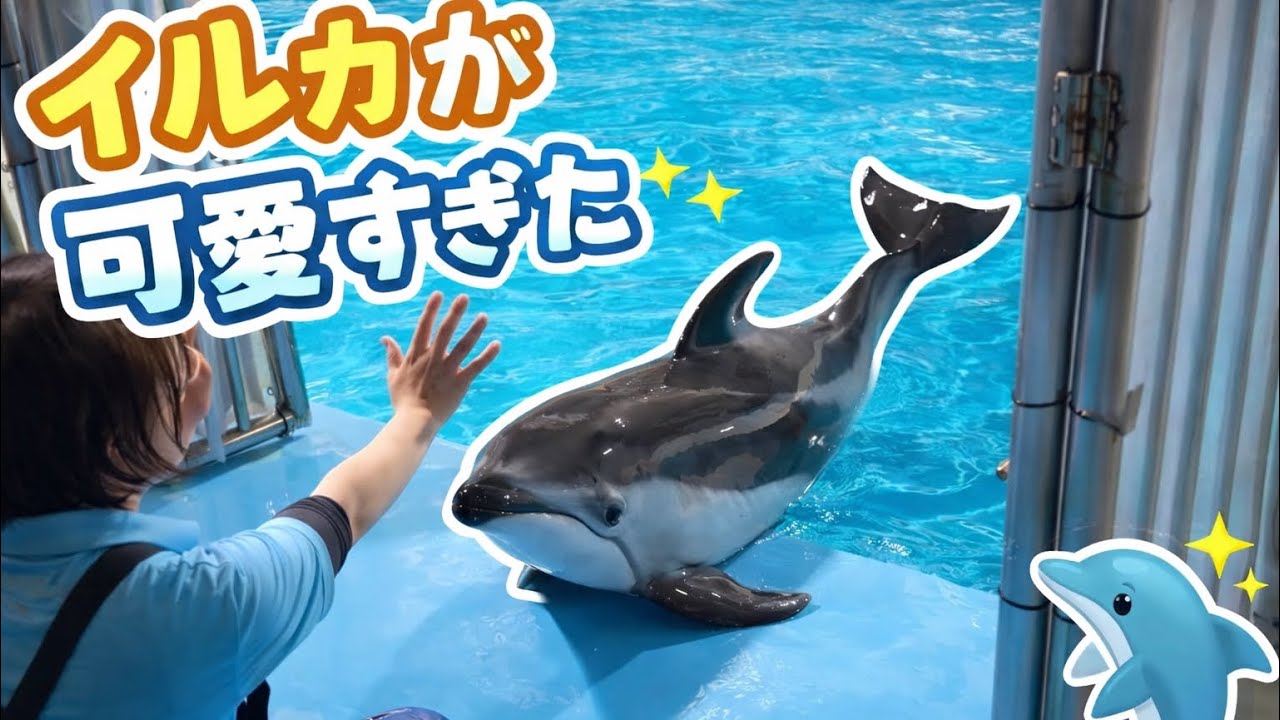 イルカが可愛すぎた 🐬 | The Dolphin Was Too Cute!