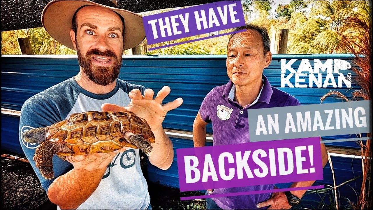 Hinge Back Tortoises are Amazing!