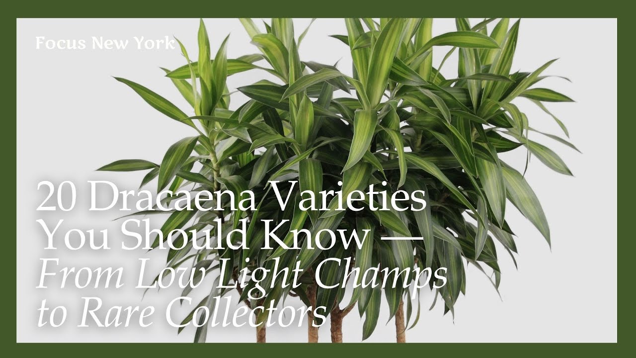 20 Dracaena Varieties You Should Know &mdash; From Low Light Champs to Rare Collectors