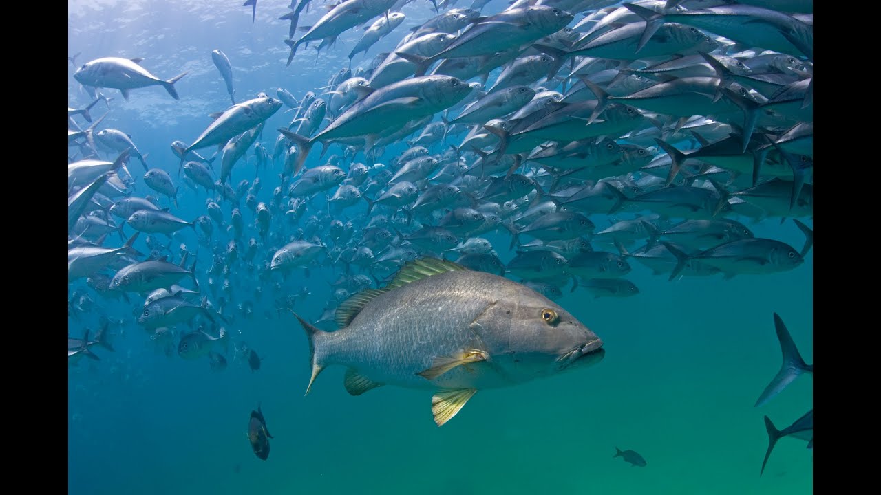 The Gulf of California - the World of Wonders project
