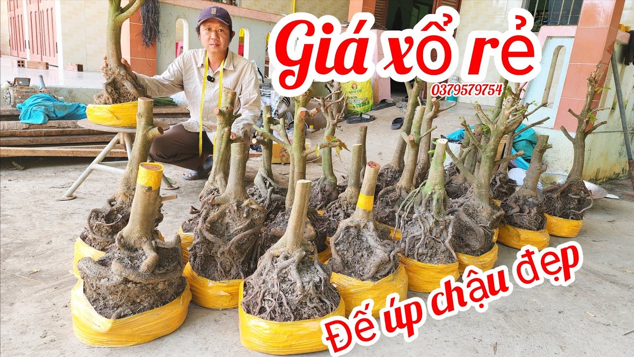 18/3 a Thiện 0379579754 phôi mai bonsai đế úp chậu víp giá rẻ|MaivàngThanhTâm