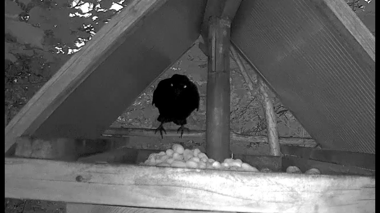 Odin with glowing eyes!