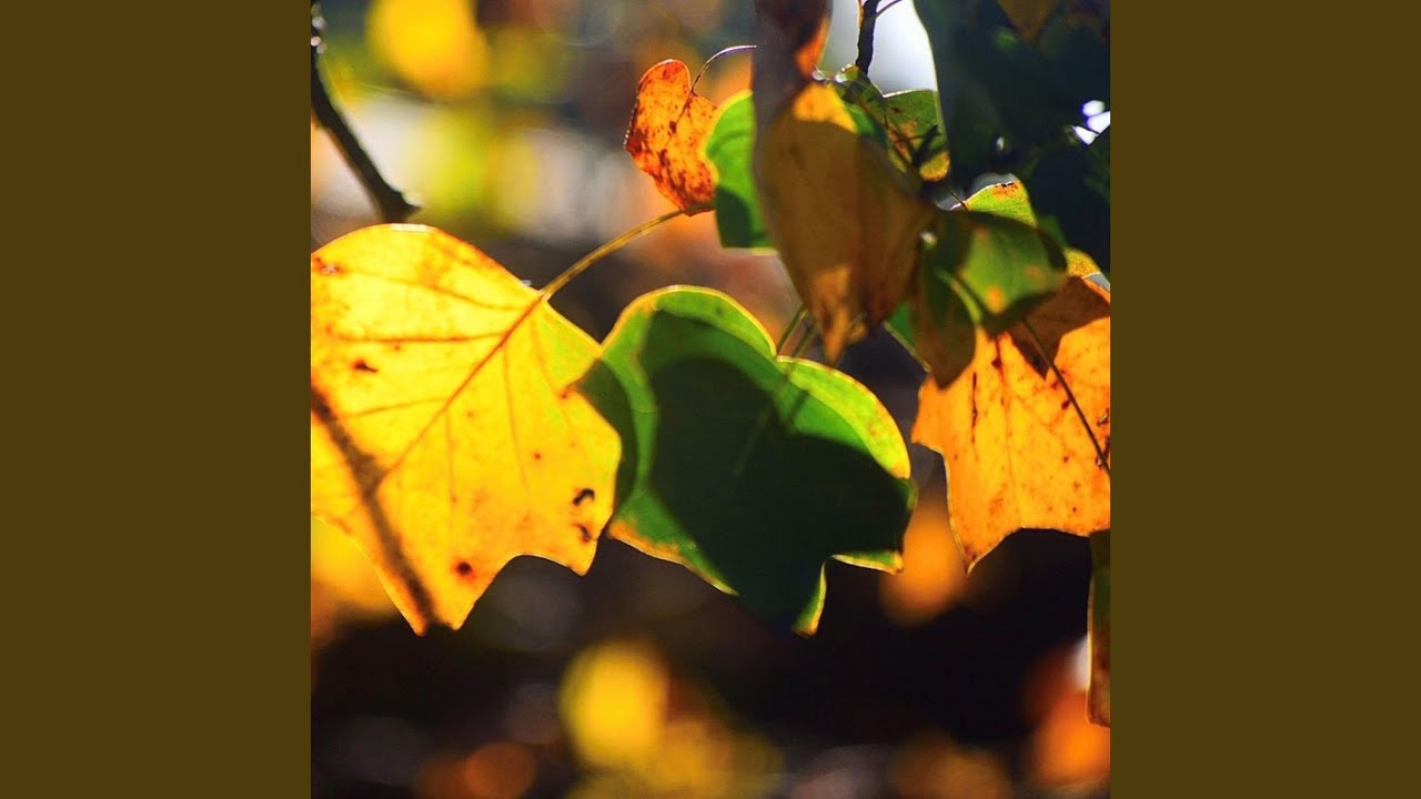 Leaf Mildpetal