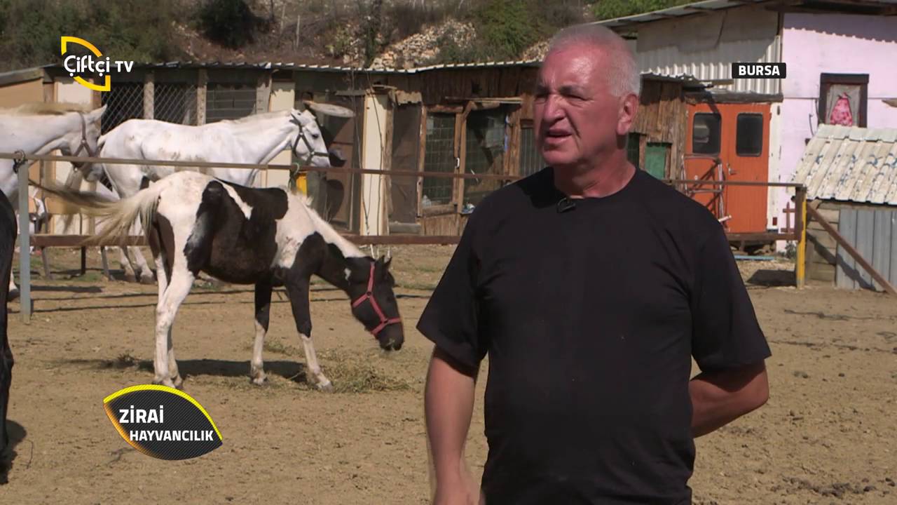 Zirai Hayvancılık-At Yetiştiriciliği