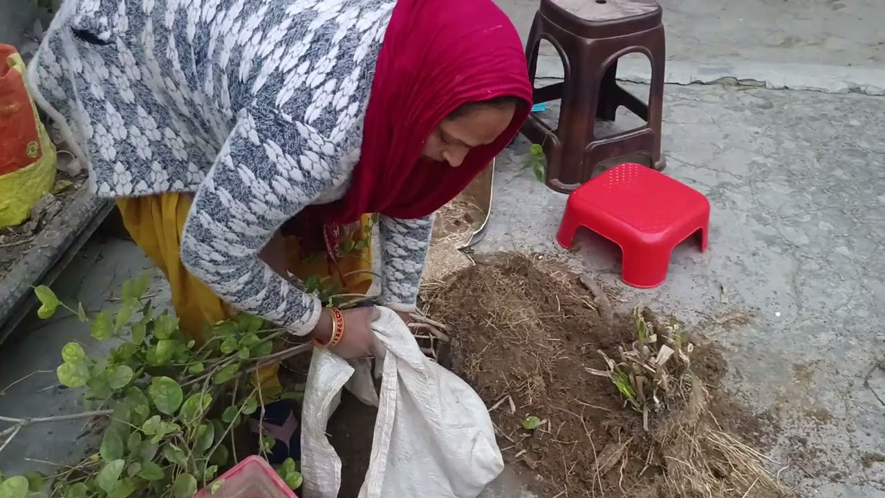 जनवरी में मोगरा पर करें यह 3 काम मार्च में पाऐ फूल ही फूल winter care &🌱  home garden # herbalplant 
