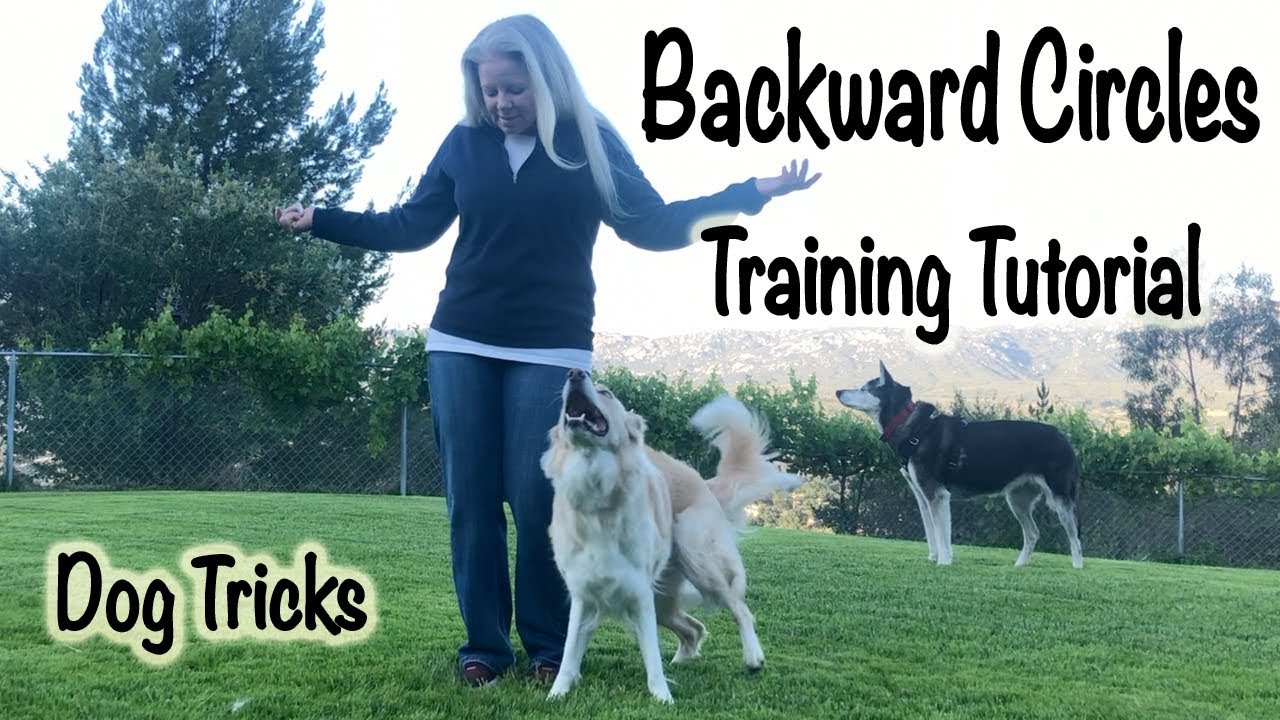 Backward Circles: Dog Trick Tutorial